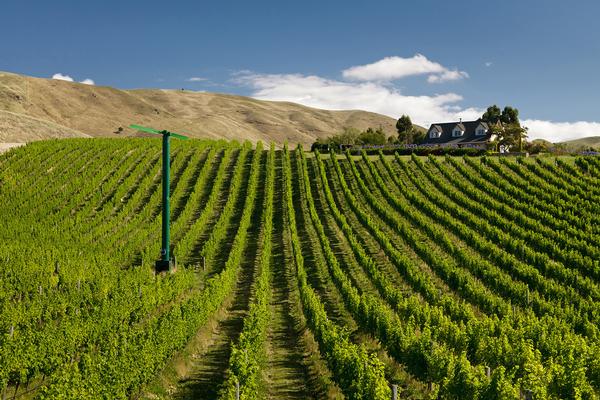 Ripe for the picking &#8211; an organic vineyard in Marlborough's Brancott Valley is on the market for sale through a receivership auction process. 